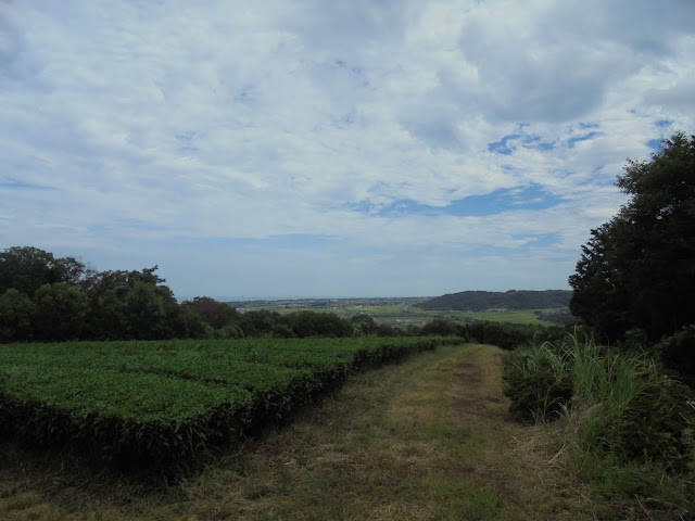 茶畑と大山町方面