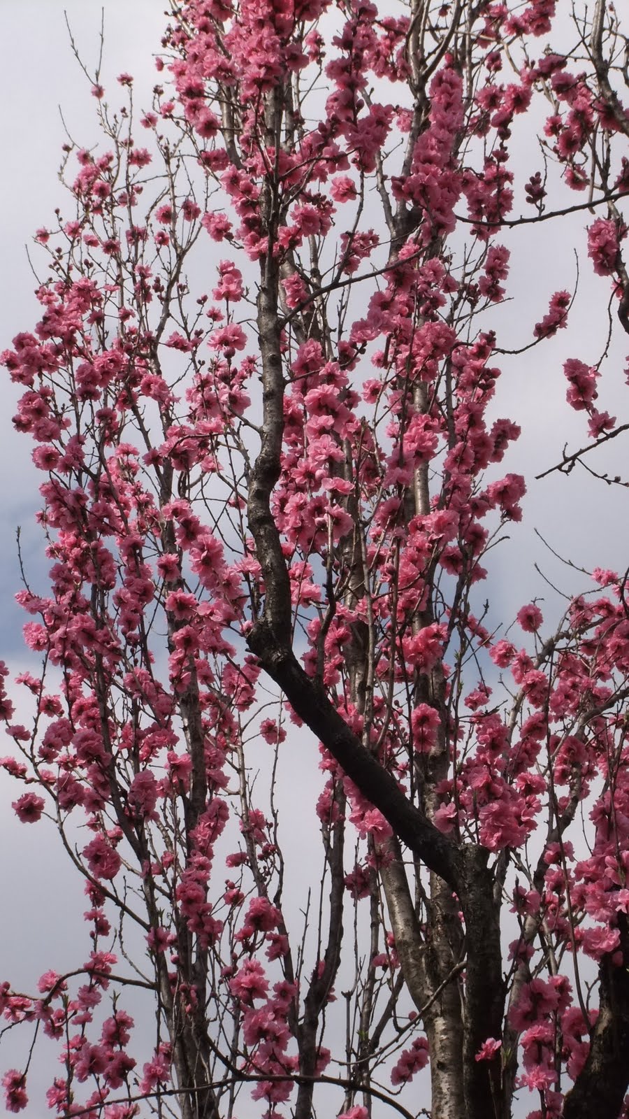 徒然草 花街道 春の花木 桃の花