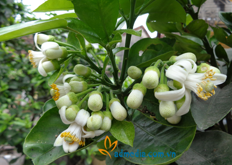 hương hoa bưởi hương hoa bưởi