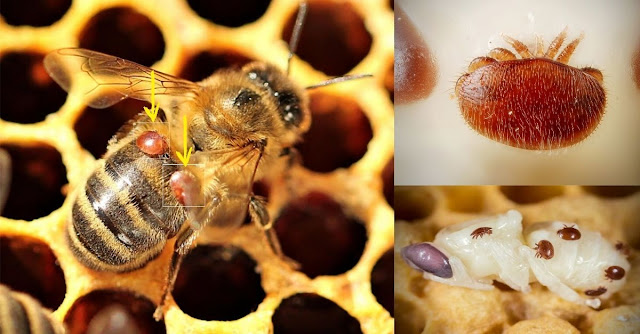 Varroa destructor ¿Cómo daña a las abejas melíferas