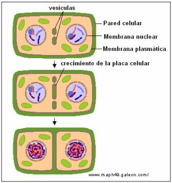 citocinesis de las células vegetales