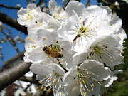 Ape nei fiori di ciliegio. Pubblicato da Laura a 08:32 (ciliegio api )