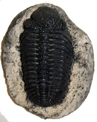 Class Trilobitte/ Class Trilobita 