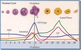 ovulacion 1