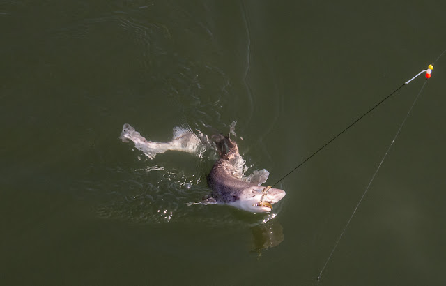 Photo of two dogfish being reeled in at the same time