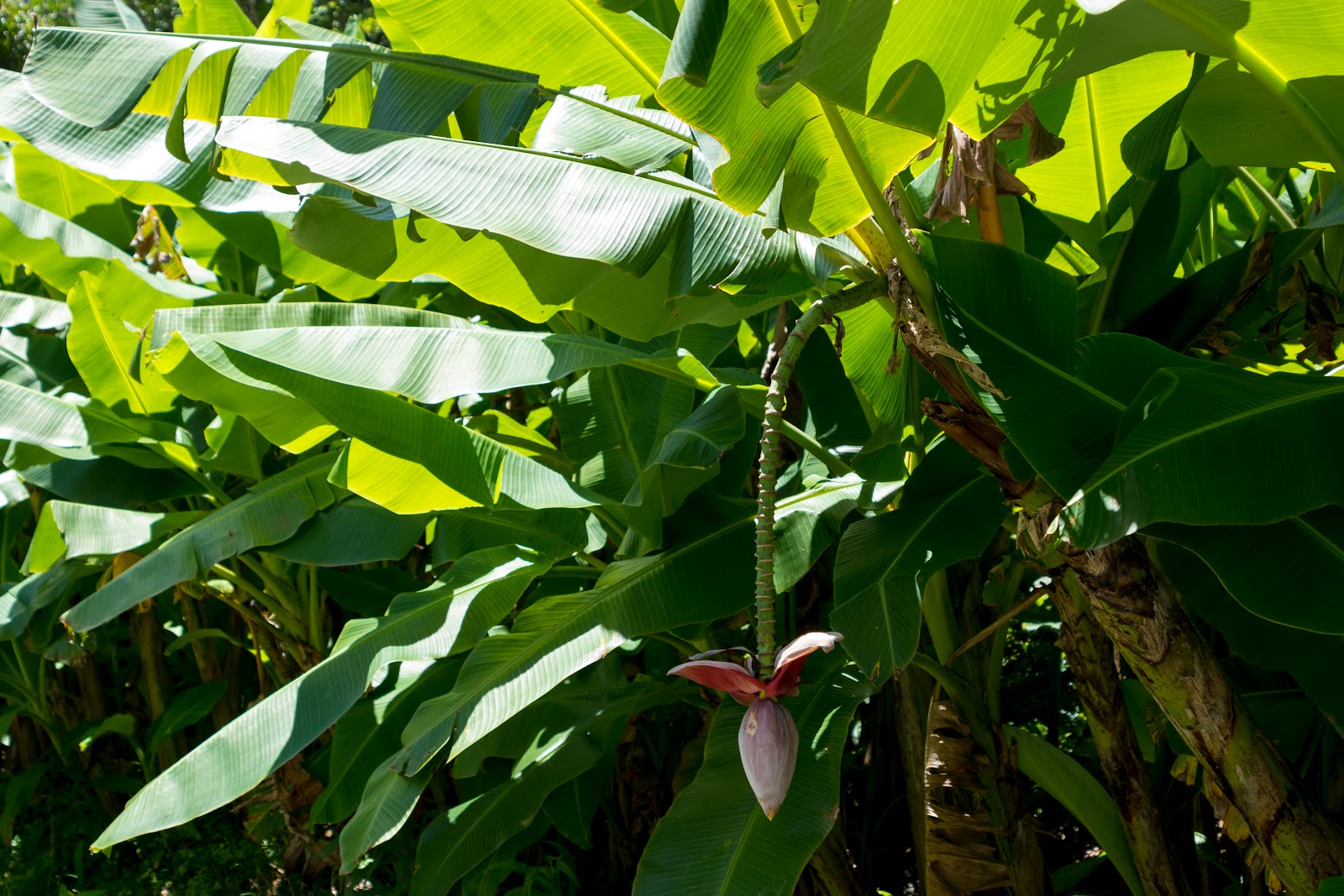 生い茂る幾つかの芭蕉の木