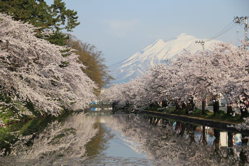 hirosaki cherry blossom; hirosaki cherry blossom festival; hirosaki castle cherry blossom; cherry blossom aomori; aomori cherry blossom; aomori cherry blossoms; aomori japan cherry blossom; hirosaki castle cherry blossoms japan; hirosaki park sakura;