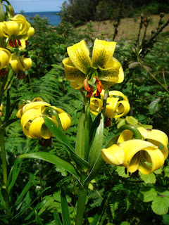 Lilium pyrenaicum