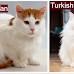 Is My Cat a Turkish Van or Turkish Angora?