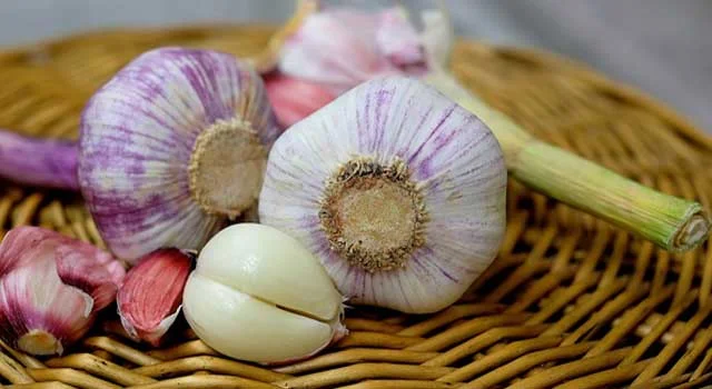 Garlic Elixir 