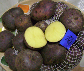 Solanum tuberosum