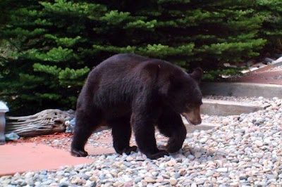 A Barrel of Bear ....