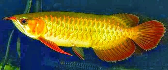 Ikan Arwana Super Red Yang Ada Di Pasaran Akuarium Ikan Hias