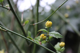 UrbanVegPatch Kerria japonica flower buds in March