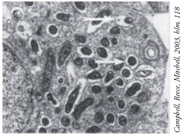 Proteobakteria Pengertian Ciri ciri Struktur Sel Contoh