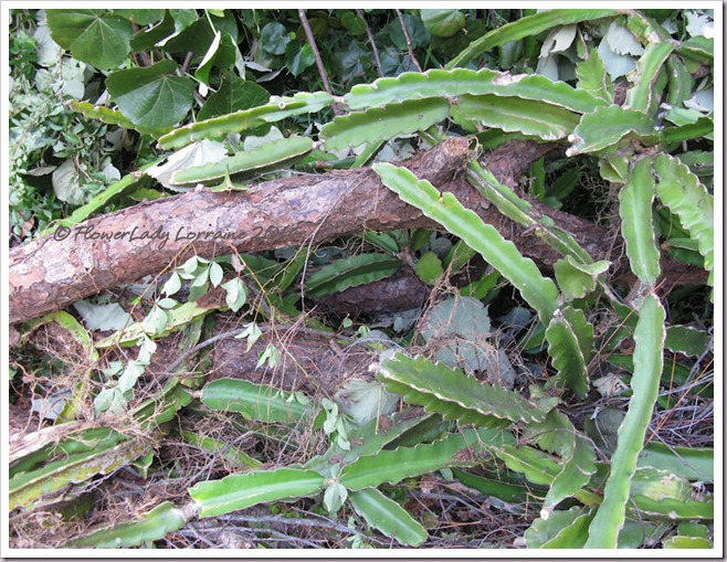 10-08-dead-pine-cactus