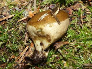 Lycoperdon sp. - Vesse-de-loup non identifiée