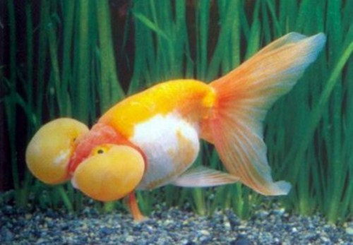 beautiful Bubble Eye Goldfish