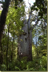 Te Matua Ngahere