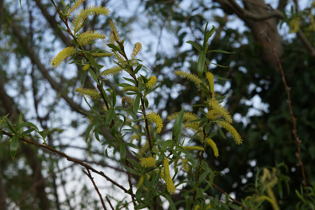 Norfolk countryside in spring photographs