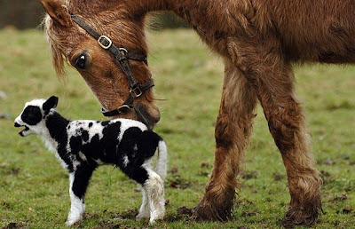 The world's most unusual Animal Friendships