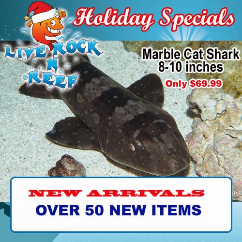 Marble Cat Shark