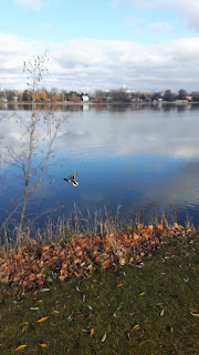 Canards, bord de l'eau, rivière des Prairies, parc de la Merci, automne