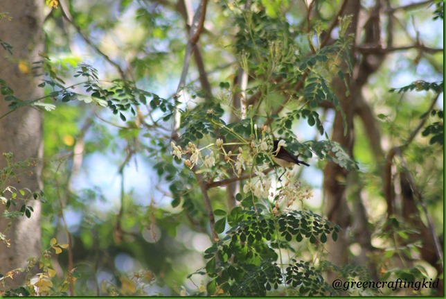 Purple rumped Sunbird Purple rumped Sunbird