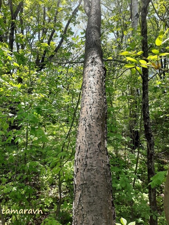 Маакия амурская (Maackia amurensis)