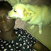 Like play like play, Dog pluck one eye