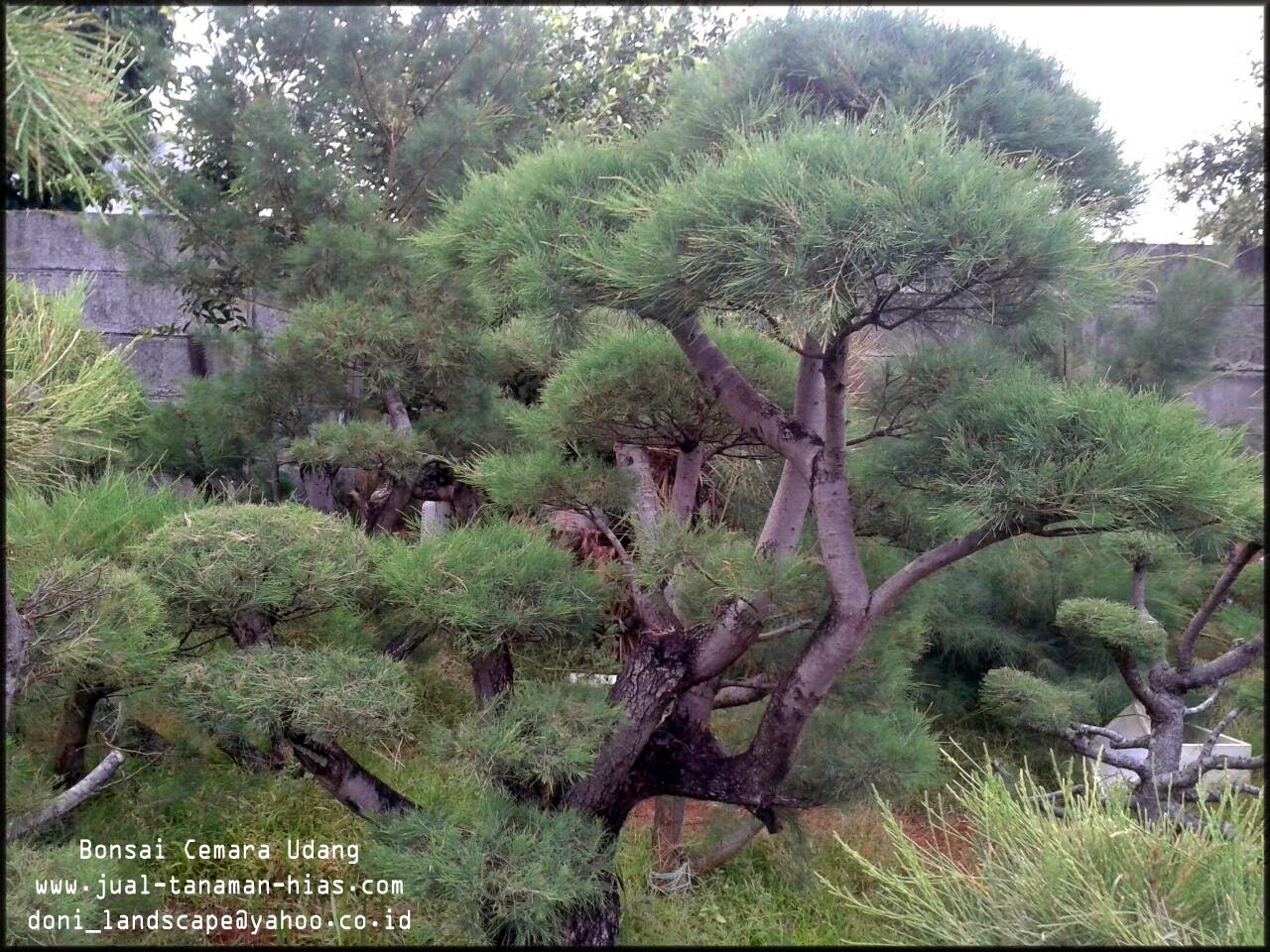 JUAL BONSAI CEMARA UDANG JASA TUKANG TAMAN MINIMALIS TUKANG TAMAN