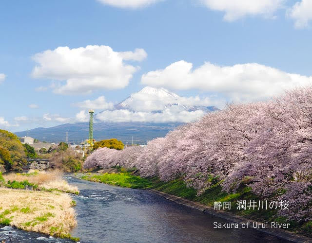 潤井川の桜