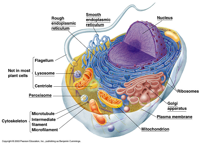 Eukaryotic cells – i.e. animal and plant cells.
