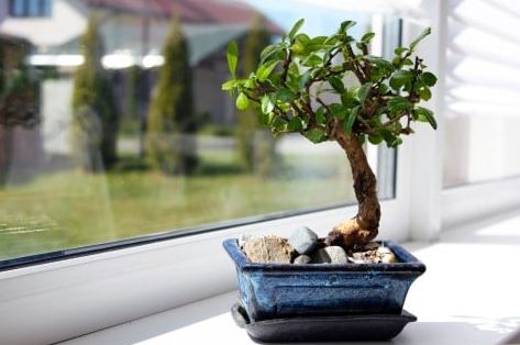 Cara membuat dan menanam bonsai mini