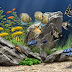 Dream Aquarium Screensaver 1.29 Final - Auto Installer