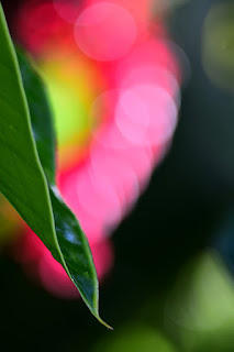 closeup of tropical foliage and colorful bokeh