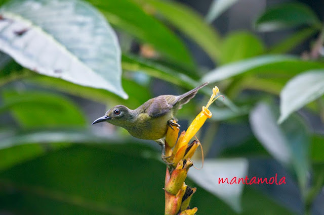 Brown Throated Sunbird