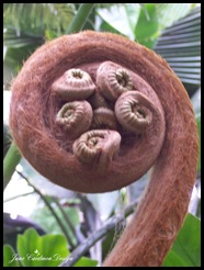Fern_Head