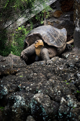 कछुओं के बारे में जानकारी व् रोचक तथ्य | Tortoise And Turtles About In Hindi