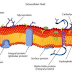 Structure and Function of membrans Cells