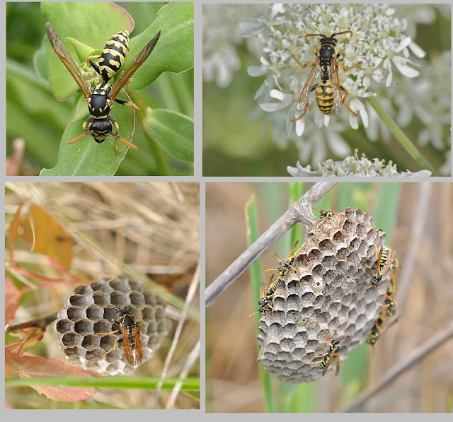 Pollistes_gallicus