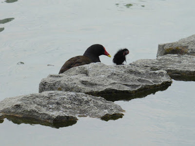 門真市・弁天池公園　睡蓮池　バン（鳥類）