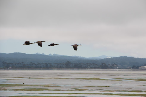 Photo of a mud flat in the foreground, mountains in the background and sky. Flying across the sky from left to right are four Canada geese, silhouetted against the sky above the mountains.