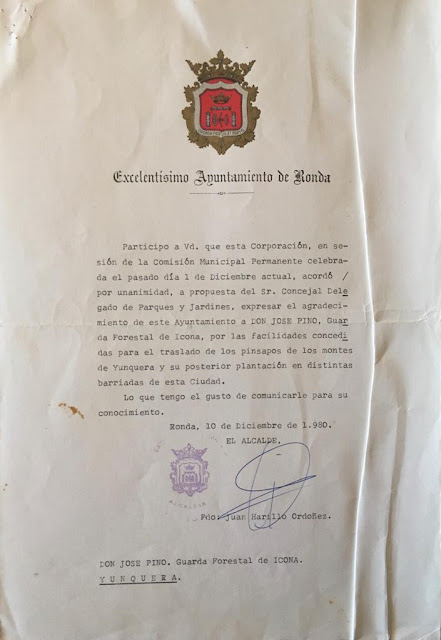 Escrito de D. Juan Harillo Ordóñez, Alcalde del Ayuntamiento de Ronda, fechado el 10 de diciembre de 1980, de agradecimiento a D. José Pino. La Comisión Municipal Permanente celebró una sesión el 1 de diciembre de 1980 en la que acordó por unanimidad expresar el agradecimiento a D. José Pino, Guarda Forestal del ICONA, por las facilidades concedidas para el traslado de los pinsapos y su posterior plantación en las distintas barriadas de la ciudad. Fuente: Archivo personal de José Pino Rivera.