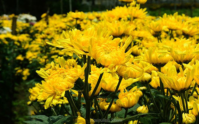 Warna kuning dominan di Kebun Bunga Krisan Bandungan