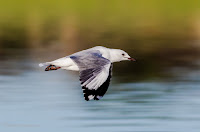 Birds In Flight Photography Cape Town with Canon EOS 7D Mark II