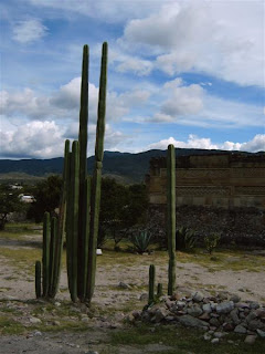 Paysages du Mexique - Mitla cactus - photo blog voyage