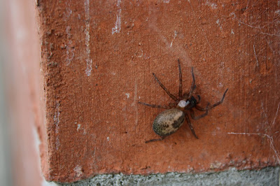 Grote Kaardespin - - Amaurobius ferox