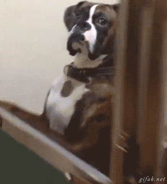 Funny animal gifs - part 176 (10 gifs) | Amazing Creatures
