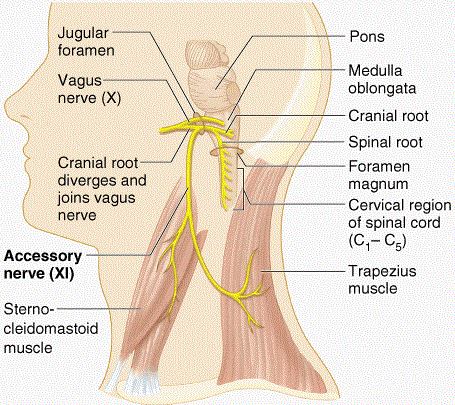 fungsi saraf aksesorius